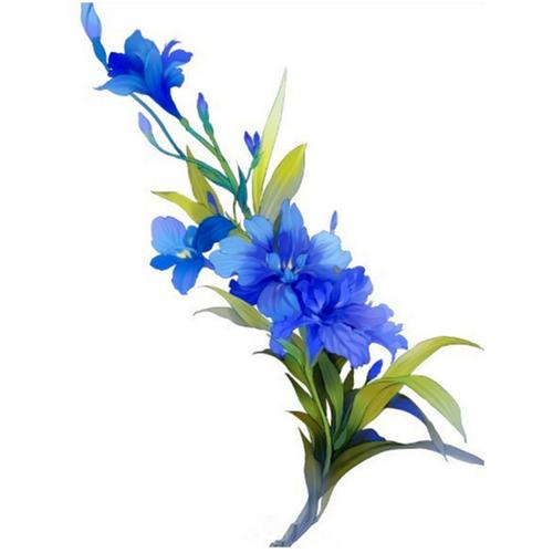 插画 植物 花卉 鸢尾花