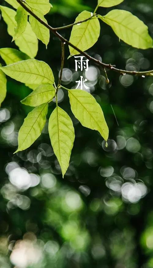 春雨丨随风潜入夜,润物细无声