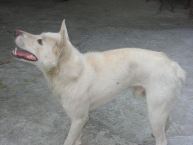 天生没有尾巴的狗是什么品种