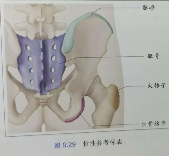 骶髂关节的再认识