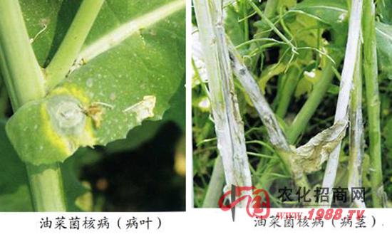 油菜菌核病的发病条件有哪些