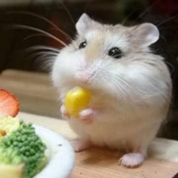 仓鼠团子小宠可爱个性头像 幸福是你眼睛笑起来的美丽