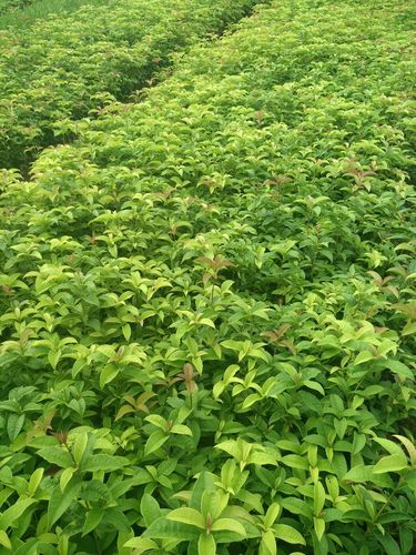 批发月月桂 四季桂绿篱色块小苗 农户直销量大从优