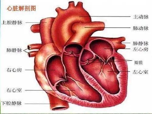 心脏为什么会成为癌细胞禁地原来它根本不给癌细胞任何机会