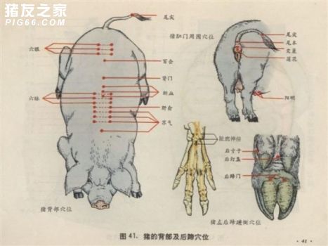 猪穴位图