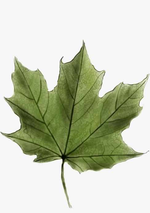 关键词 : 卡通手绘,绿色的,叶子,树叶,杨树叶,创意