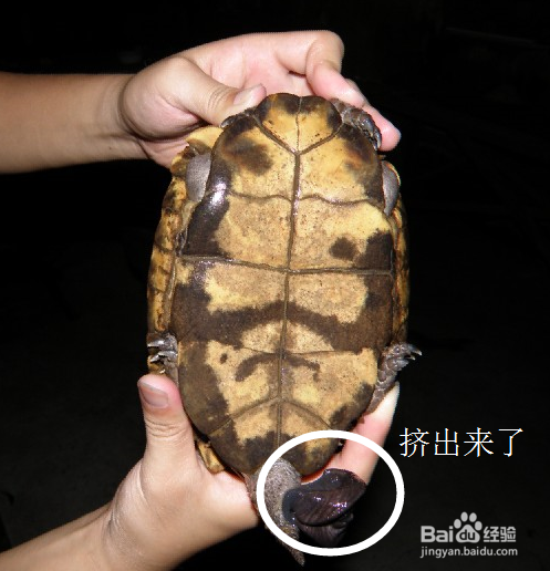 四种方法教你如何辨别乌龟的公母