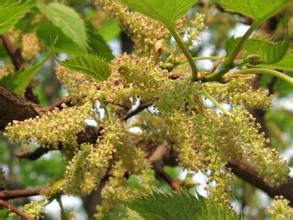 桑树的花为柔荑花序,雄花序下垂,长2-3.5厘米,密被白色柔毛,雄花.