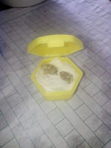 自己在学校门口买了一对蜜蜂卵,怎么孵啊,现在是冬天,会不会冻死啊?