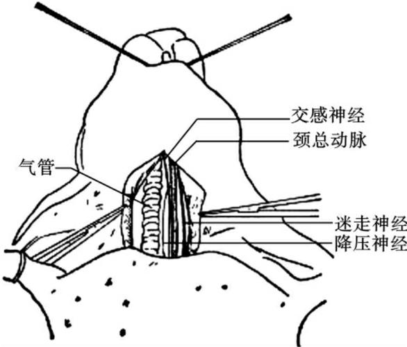 图2-10 家兔颈部解剖