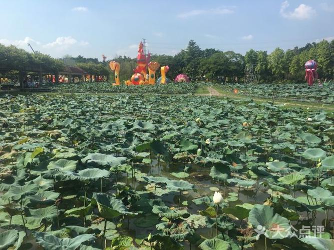 荷花奇境(三水荷花世界)图片 - 第35张