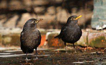 这两只乌鸫是公还是母