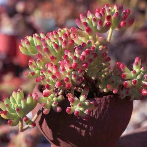 昆明萌多肉果冻乙女心小老桩肉肉植物盆栽花卉云南基地促销