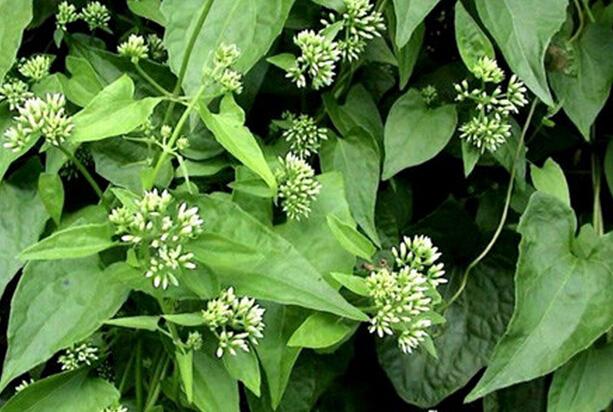 泽兰的功效与作用 泽兰的副作用有哪些