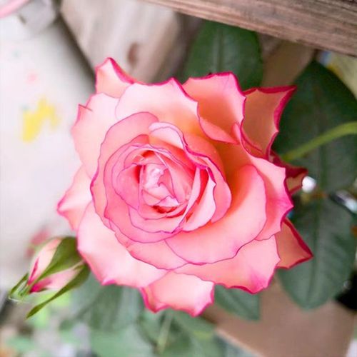 靓丽的旋转木马_月季资讯_月季资讯_月季帮-月季网