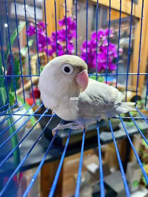 牡丹鹦鹉:碧云天