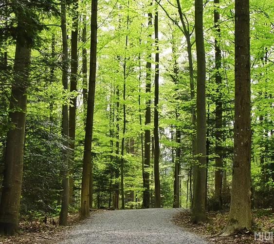 郁郁葱葱的森林 | 1440*1280 | 9p