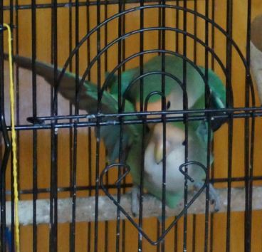 牡丹鹦鹉有奇怪的表现,是交配吗