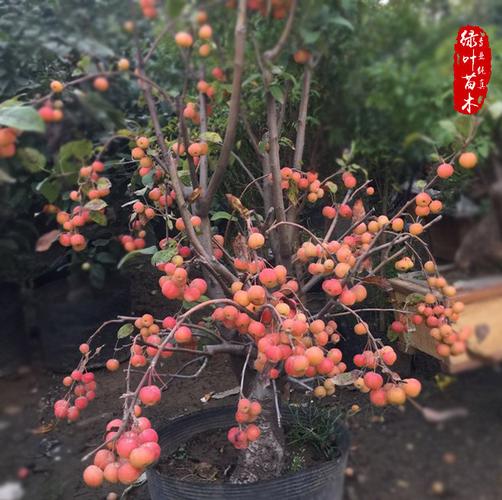 批发芭蕾果盆景 矮化长寿果盆景 矮化苹果树盆景 艺术盆栽