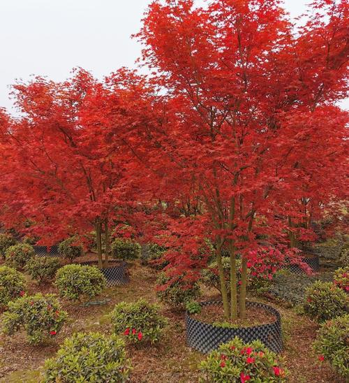 丛生日本红枫哪里有卖 基地6公分日本红枫树价格