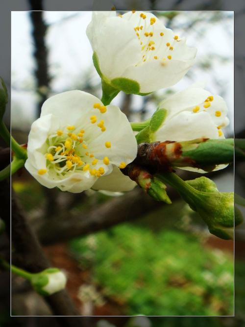 边走边看:《李花白了》