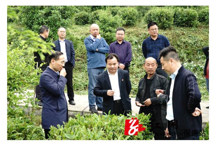 岳阳市农业农村局来保靖调研产业扶贫和特色产业建设等工作