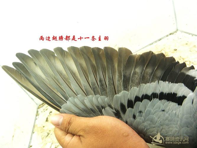 两边翅膀都是十一条主羽[已售和平