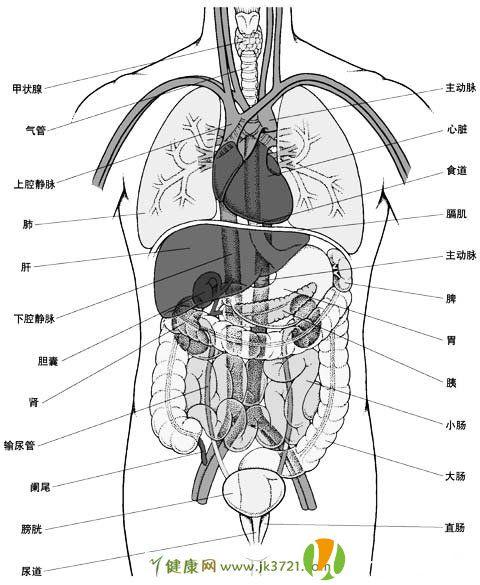 人体内脏器官结构分布图详解