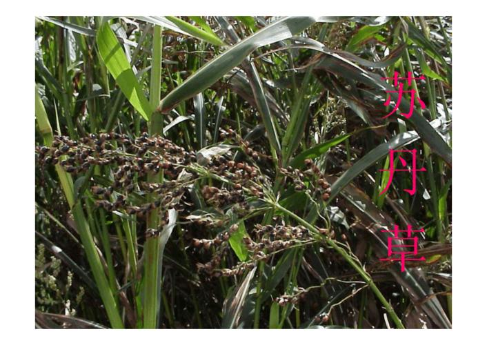 第五节 苏丹草 别名 野高粱.pdf