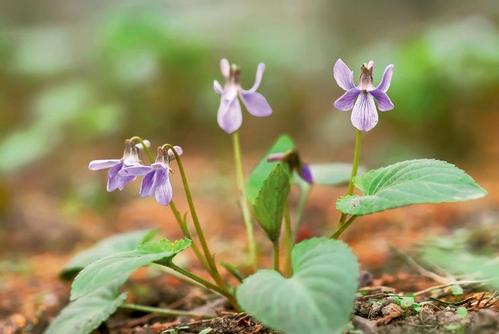 斑叶堇菜花图片斑叶堇菜图片斑叶堇菜植物图片