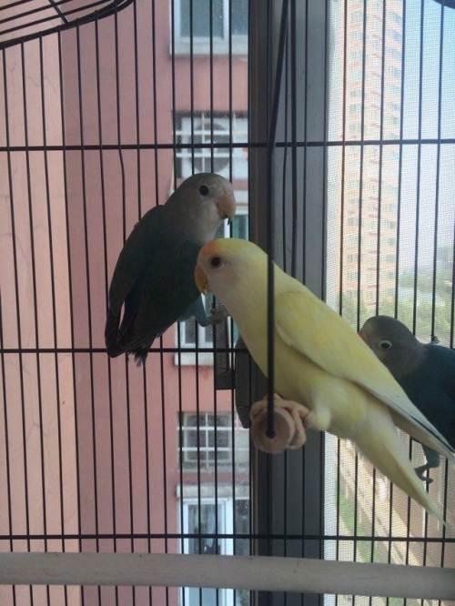 牡丹鹦鹉金桃紫罗兰