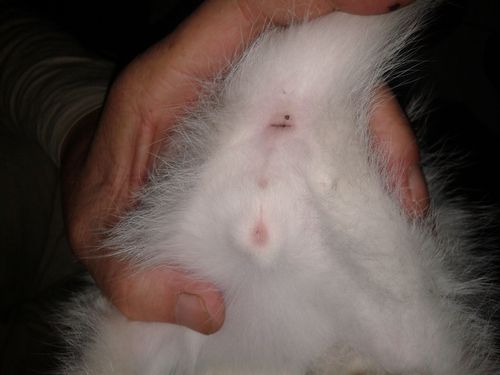 两只小猫看公母,有图