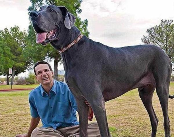 世界上最大的狗有多大6种国内外猛犬排名你知道几种