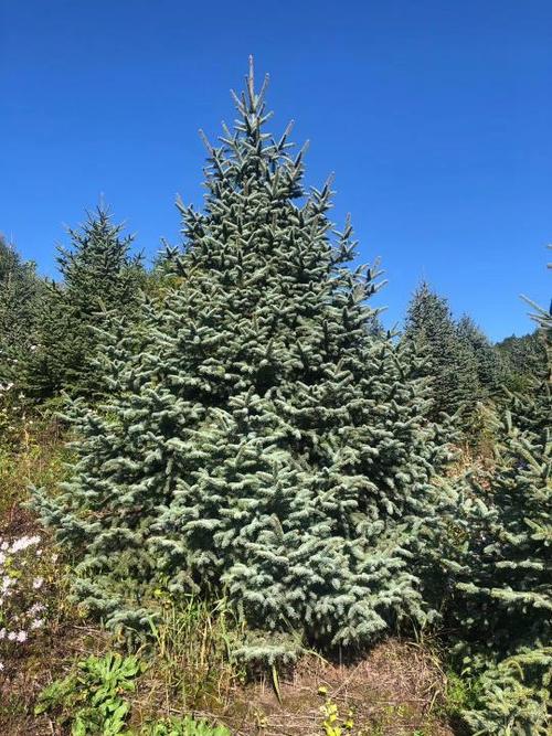 供应云杉 云杉球 云杉树 青扦云杉 红皮云杉 冷杉