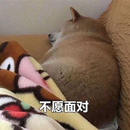 不愿面对狗子狗子不愿面对表情