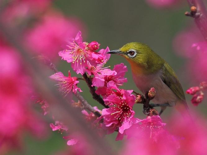 壁纸 动物 花 昆虫 鸟 鸟类 雀 桌面 800_600