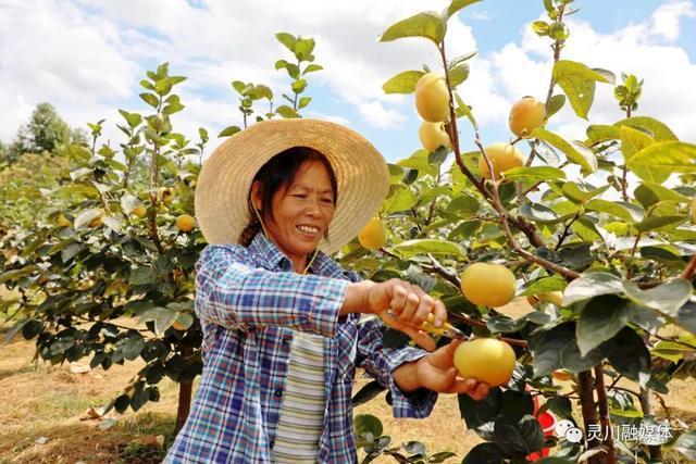 海洋乡高山大秋甜柿喜迎丰收