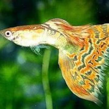 4/21张图片 相关标签 唯美风景海边鱼唯美 内容简介 标题