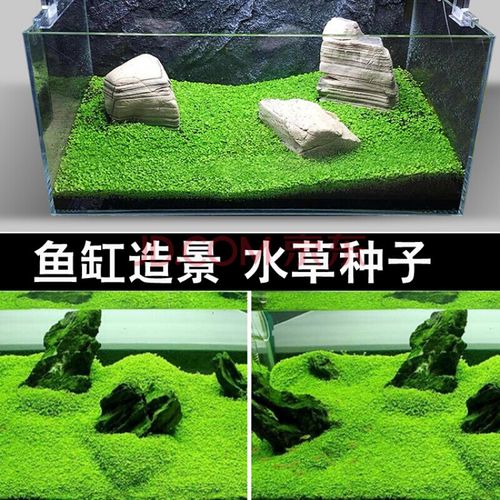 爬地矮珍珠爬地珍珠水草种子金鱼草金鱼藻挖耳草鱼缸水草趴地珍珠 河