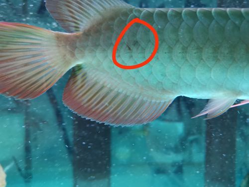 请教各位大神,龙鱼尾部鳞片有红色异样是什么原因?