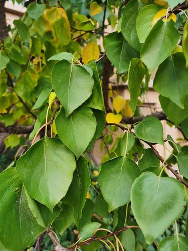 杏树叶子像爱心.