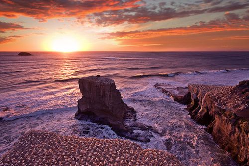 muriwai beach 鸟岛网络图片集锦