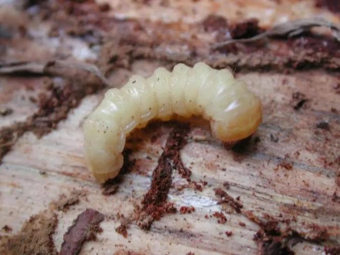 事关我国9亿亩松树的安危,说说松材线虫病的那些事儿