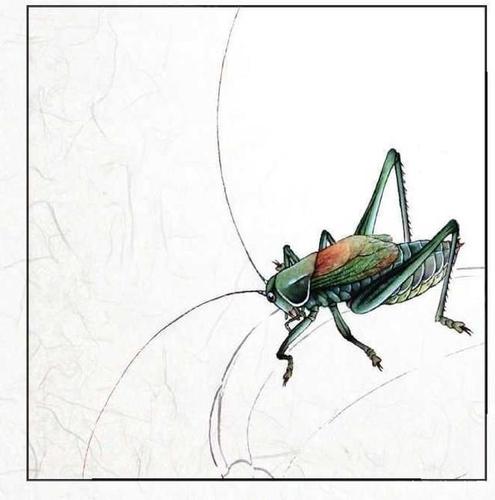 蝈蝈工笔画画法:分步骤讲解蝈蝈创作画法,喜欢工笔画