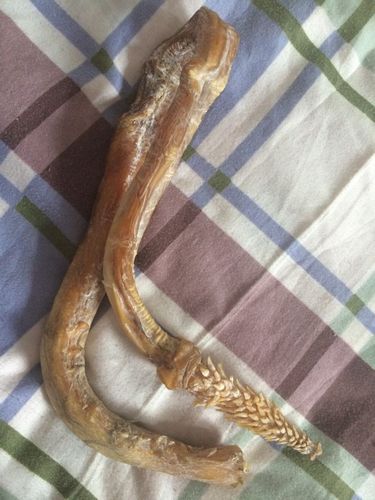 有大神看的出什么吗?或者真的和假的有什么区别,详细点