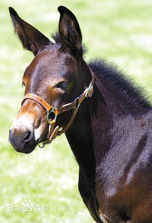 骡子和马的区别