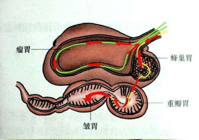 牛的胃竟然能分解塑料?世界难题就这样迎刃而解了吗?