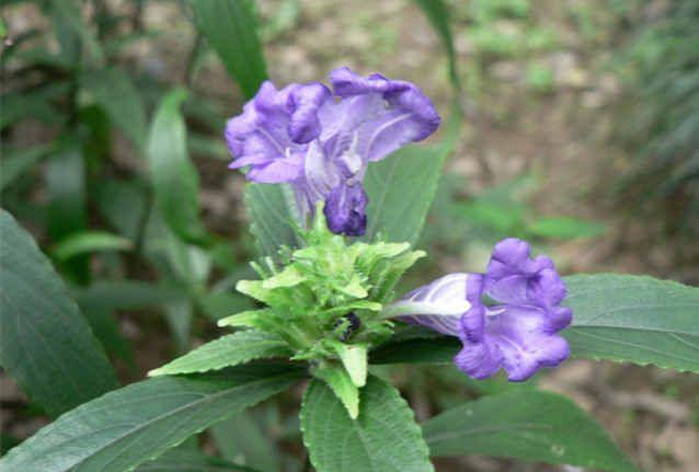雁荡山中藏一物,强肾壮腰功效绝,花多钱也不定有