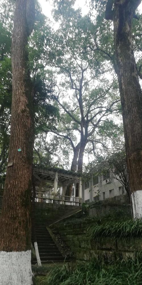 忠山上的红樟树