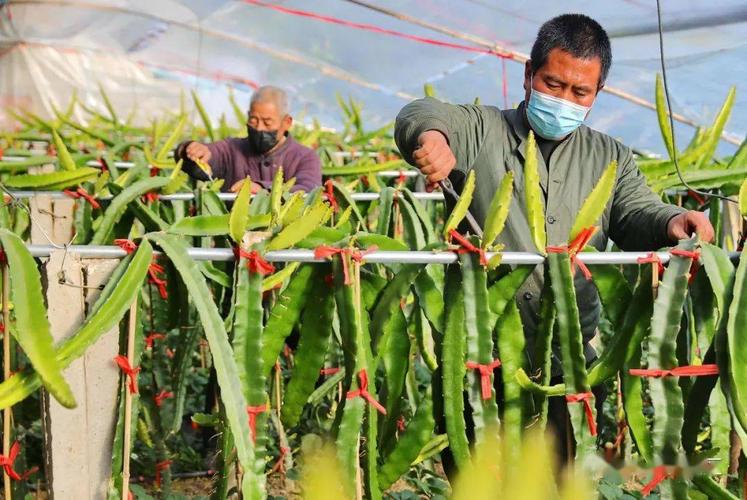 主城区 | 红了果子,富了日子!_火龙果